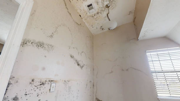 Best Post-Construction Mold Inspection  in Ponderosa Pine, NM