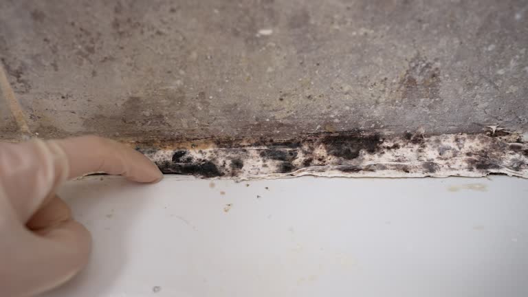 Ponderosa Pine, NM Mold Removal Company